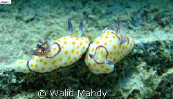 It is playing around.
Do not disturb please.
Walid Mahd... by Walid Mahdy 